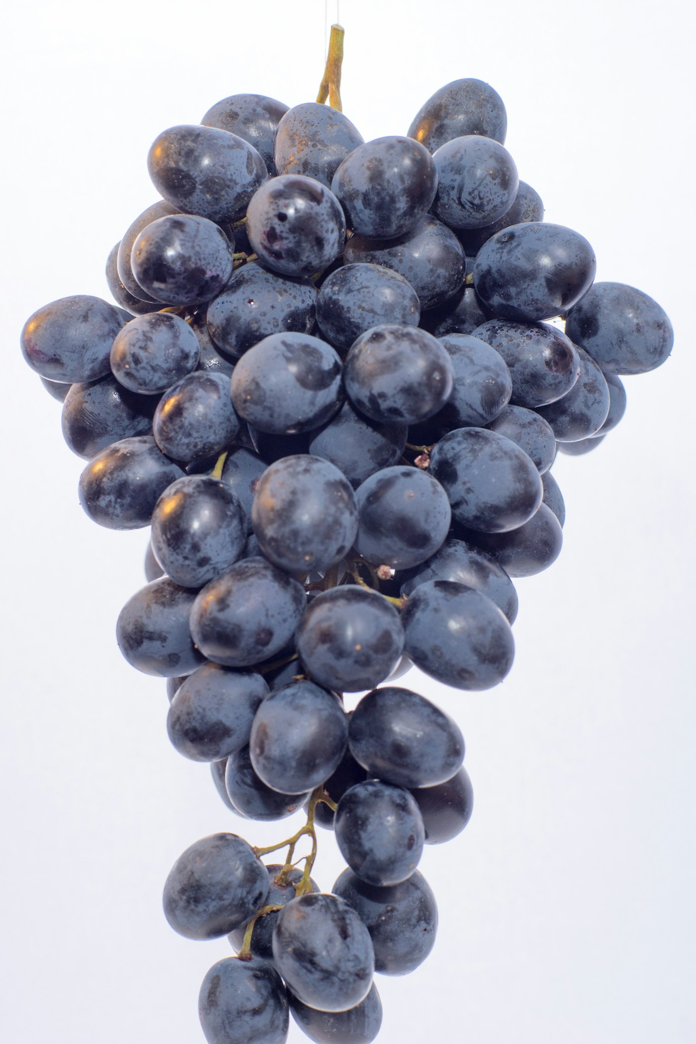 Bunch of wine grapes