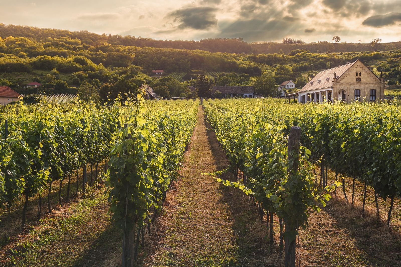 Vineyard rows at dusk
